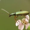False blister beetle - Chrysanthia geniculata | Fotografijos autorius : Vidas Brazauskas | © Macronature.eu | Macro photography web site