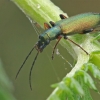 False blister beetle - Chrysanthia geniculata | Fotografijos autorius : Gintautas Steiblys | © Macronature.eu | Macro photography web site