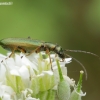 False blister beetle - Chrysanthia geniculata | Fotografijos autorius : Romas Ferenca | © Macronature.eu | Macro photography web site