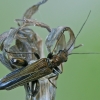 False blister beetle - Oedemera femorata ♂ | Fotografijos autorius : Gintautas Steiblys | © Macronature.eu | Macro photography web site