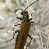 False blister beetle - Oedemera femorata  | Fotografijos autorius : Gintautas Steiblys | © Macronature.eu | Macro photography web site