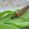 False blister beetle - Oedemera femorata | Fotografijos autorius : Vytautas Gluoksnis | © Macronature.eu | Macro photography web site