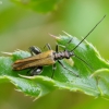 False blister beetle - Oedemera femorata | Fotografijos autorius : Romas Ferenca | © Macronature.eu | Macro photography web site