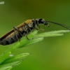 False blister beetle - Oedemera femorata | Fotografijos autorius : Romas Ferenca | © Macronature.eu | Macro photography web site