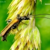 False blister beetle - Oedemera femorata | Fotografijos autorius : Romas Ferenca | © Macronature.eu | Macro photography web site