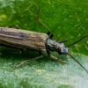 False blister beetle - Oedemera virescens ?  | Fotografijos autorius : Oskaras Venckus | © Macronature.eu | Macro photography web site