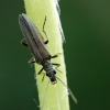 False blister beetle - Oedemera virescens ? | Fotografijos autorius : Darius Baužys | © Macronature.eu | Macro photography web site