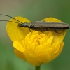 False blister beetle - Oedemera virescens ♀ | Fotografijos autorius : Žilvinas Pūtys | © Macronature.eu | Macro photography web site