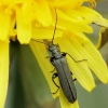 False blister beetle - Oedemera virescens ♂ | Fotografijos autorius : Vidas Brazauskas | © Macronature.eu | Macro photography web site