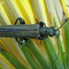 False blister beetle - Oedemera virescens  | Fotografijos autorius : Gintautas Steiblys | © Macronature.eu | Macro photography web site