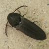 False click beetle - Otho sphondyloides | Fotografijos autorius : Vidas Brazauskas | © Macronature.eu | Macro photography web site