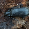 False darkling beetle - Melandrya dubia | Fotografijos autorius : Žilvinas Pūtys | © Macronature.eu | Macro photography web site
