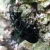 False darkling beetle - Melandrya dubia | Fotografijos autorius : Vitalii Alekseev | © Macronature.eu | Macro photography web site