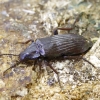 False darkling beetle - Melandrya dubia | Fotografijos autorius : Romas Ferenca | © Macronature.eu | Macro photography web site