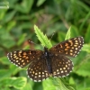 Tamsioji šaškytė - Melitaea diamina | Fotografijos autorius : Deividas Makavičius | © Macronature.eu | Macro photography web site