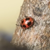 False ladybird -  Endomychus coccineus | Fotografijos autorius : Giedrius Markevičius | © Macronature.eu | Macro photography web site