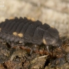 False ladybird - Endomychus coccineus, larva  | Fotografijos autorius : Gintautas Steiblys | © Macronature.eu | Macro photography web site