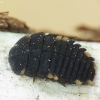 False ladybird - Endomychus coccineus, larva | Fotografijos autorius : Vidas Brazauskas | © Macronature.eu | Macro photography web site