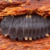 False ladybird - Endomychus coccineus, larva | Fotografijos autorius : Žilvinas Pūtys | © Macronature.eu | Macro photography web site