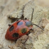 False ladybird - Endomychus coccineus | Fotografijos autorius : Vidas Brazauskas | © Macronature.eu | Macro photography web site