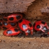 Boružiškasis pelėsiavabalis - Endomychus coccineus | Fotografijos autorius : Žilvinas Pūtys | © Macronature.eu | Macro photography web site