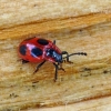 False ladybird - Endomychus coccineus | Fotografijos autorius : Darius Baužys | © Macronature.eu | Macro photography web site