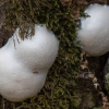 False puffball - Reticularia lycoperdon | Fotografijos autorius : Žilvinas Pūtys | © Macronature.eu | Macro photography web site