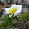 Standžialapė kurklė - Ranunculus circinatus | Fotografijos autorius : Vytautas Gluoksnis | © Macronature.eu | Macro photography web site