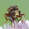 Ferruginous bee-grabber - Sicus ferrugineus  | Fotografijos autorius : Aivaras Markauskas | © Macronature.eu | Macro photography web site