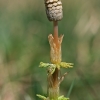 Field Horsetail - Equisetum arvense | Fotografijos autorius : Gintautas Steiblys | © Macronature.eu | Macro photography web site