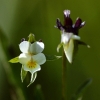 Field pansy - Viola arvensis | Fotografijos autorius : Vidas Brazauskas | © Macronature.eu | Macro photography web site