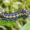 Figure of Eight - Diloba caeruleocephala, caterpillar | Fotografijos autorius : Kazimieras Martinaitis | © Macronature.eu | Macro photography web site