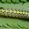 Figure of Eight - Diloba caeruleocephala, caterpillar | Fotografijos autorius : Romas Ferenca | © Macronature.eu | Macro photography web site