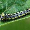 Figure of Eight - Diloba caeruleocephala, caterpillar | Fotografijos autorius : Gintautas Steiblys | © Macronature.eu | Macro photography web site