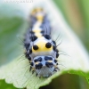 Figure of Eight - Diloba caeruleocephala, caterpillar | Fotografijos autorius : Rasa Gražulevičiūtė | © Macronature.eu | Macro photography web site