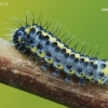 Figure of Eight - Diloba caeruleocephala, caterpillar | Fotografijos autorius : Arūnas Eismantas | © Macronature.eu | Macro photography web site