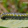 Figure of Eight - Diloba caeruleocephala, caterpillar | Fotografijos autorius : Darius Baužys | © Macronature.eu | Macro photography web site