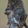 Figure of Eight - Diloba caeruleocephala | Fotografijos autorius : Arūnas Eismantas | © Macronature.eu | Macro photography web site