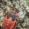 Firebug - Pyrrhocoris apterus, nymph | Fotografijos autorius : Gintautas Steiblys | © Macronature.eu | Macro photography web site