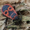 Firebug - Pyrrhocoris apterus | Fotografijos autorius : Gintautas Steiblys | © Macronature.eu | Macro photography web site
