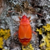 Firebug - Pyrrhocoris apterus | Fotografijos autorius : Zita Gasiūnaitė | © Macronature.eu | Macro photography web site