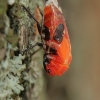 Firebug - Pyrrhocoris apterus | Fotografijos autorius : Gintautas Steiblys | © Macronature.eu | Macro photography web site