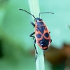 Firebug - Pyrrhocoris apterus | Fotografijos autorius : Rasa Gražulevičiūtė | © Macronature.eu | Macro photography web site