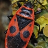 Firebug - Pyrrhocoris apterus | Fotografijos autorius : Arūnas Eismantas | © Macronature.eu | Macro photography web site