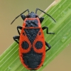 Firebug - Pyrrhocoris apterus | Fotografijos autorius : Gintautas Steiblys | © Macronature.eu | Macro photography web site