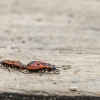 Firebug are mating | Pyrrhocoris apterus | Fotografijos autorius : Darius Baužys | © Macronature.eu | Macro photography web site