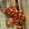 Firebugs - Pyrrhocoris apterus | Fotografijos autorius : Vidas Brazauskas | © Macronature.eu | Macro photography web site