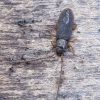 Flat bark beetle - Uleiota planata  | Fotografijos autorius : Kazimieras Martinaitis | © Macronature.eu | Macro photography web site