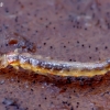 Flat bark beetle - Uleiota planata, larva | Fotografijos autorius : Romas Ferenca | © Macronature.eu | Macro photography web site