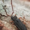 Flat bark beetle - Uleiota planata | Fotografijos autorius : Gintautas Steiblys | © Macronature.eu | Macro photography web site
